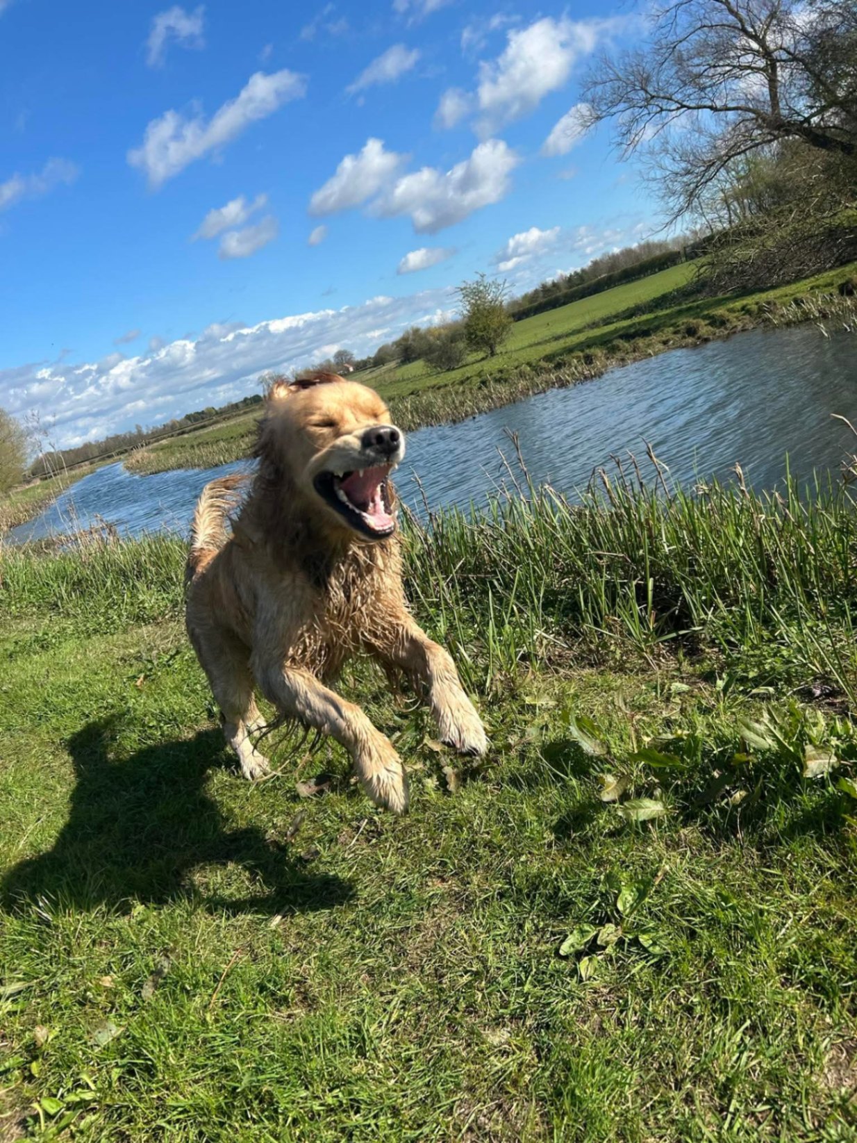 Pawsome Training package